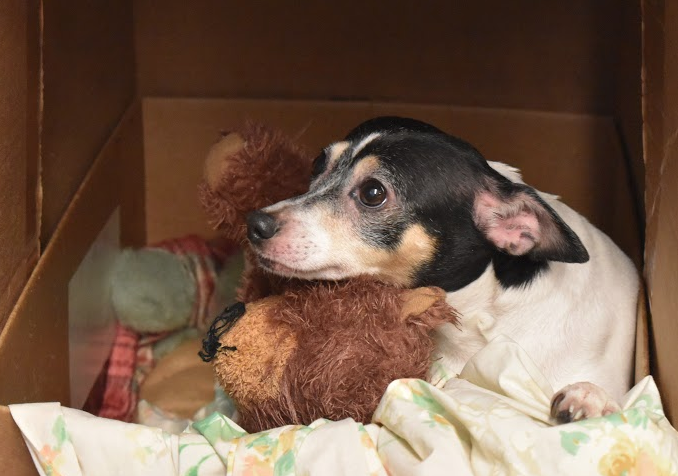 Olivia, Charelle Penningtons rat terrier, rests in her box next to her caretakers desk in the main office.