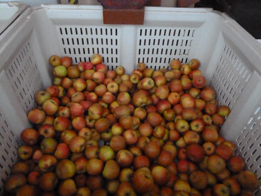 How do you like them apples? Preferably free of foodborne pathogens