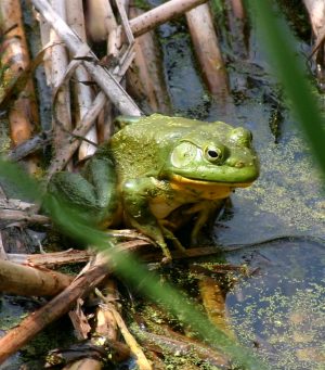 Green Frogs and Bull Frogs are - Point Pelee National Park