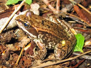 Species Spotlight: Top 10 frogs of the Pacific Northwest – The Cardinal ...