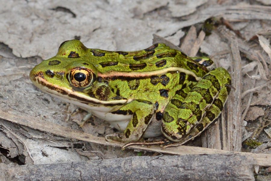 The Pacific Northwest is home to a variety of frogs. Have you ever wondered what the difference between them are? 