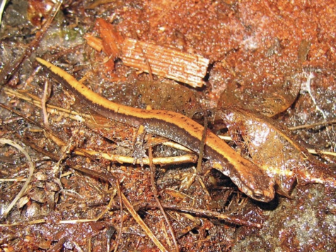 Species Spotlight: Top 10 salamanders of the Pacific Northwest