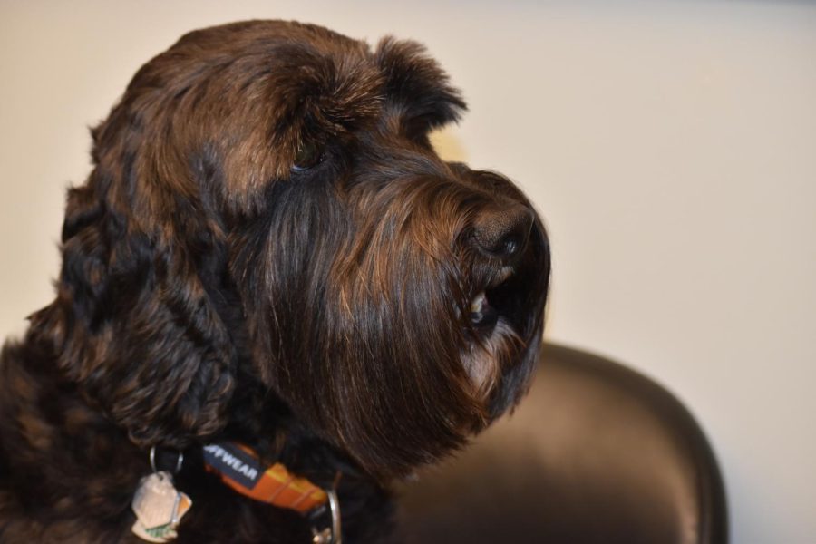 Baker is a three-year-old therapy dog who belongs to Lincoln counselor Jason Breaker. He is in the counseling center everyday as a resource to students. 
