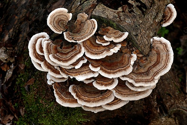Turkey Tail