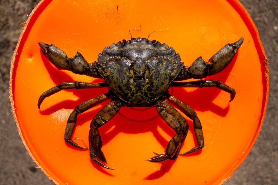 The green crab is ranked in tenth due to its invasive nature. 