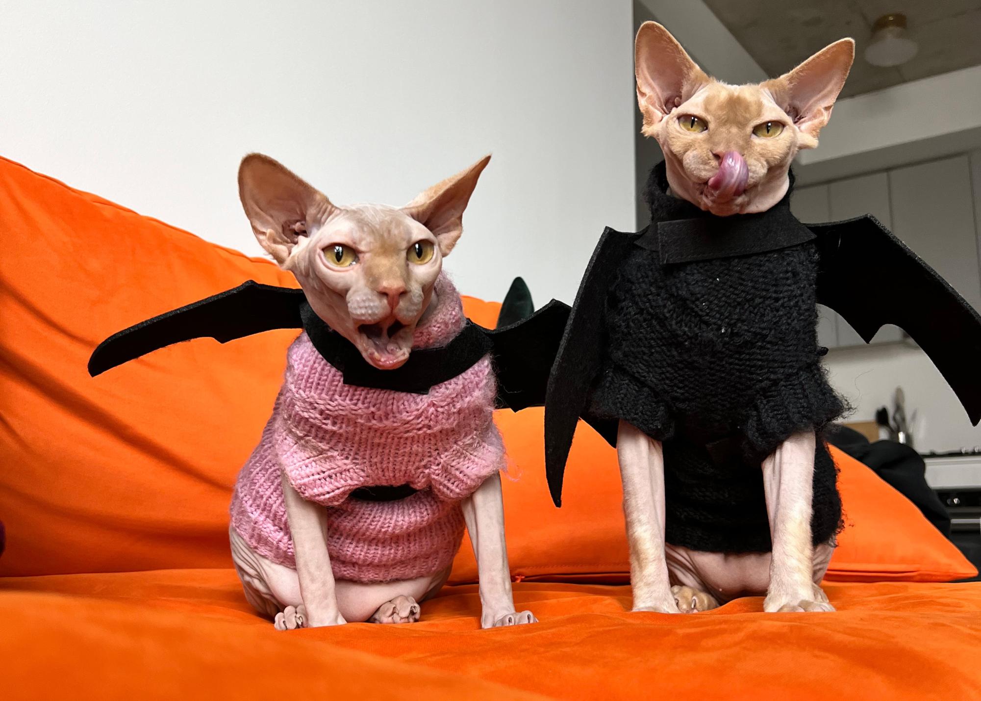 Hairless cats living at the Sawbuck apartments, Peep and Mac. They stay warm by wearing sweaters and bat wings.