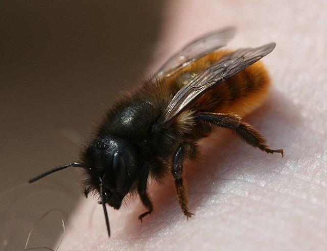 Species Spotlight: Top 10 Bees of the Pacific Northwest