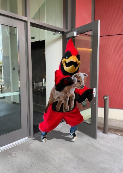 The Cardinal flees the commons after taking a baby goat from the wellness fair. The suspect is assumed to be hiding in Lincoln’s crawl space, but authorities have yet to figure out how to enter. If you have any information regarding this bright red bird, please contact thecardinalconsultants@gmail.com. 