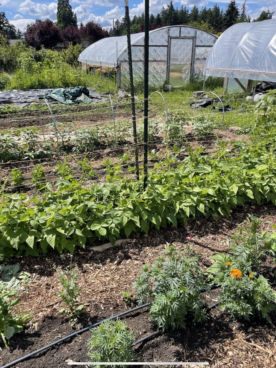Black Futures Farm is a Portland-based organization that grows crops and distributes them to Portlanders in need. The farm aims to connect the Black community with the land and promote food sovereignty.