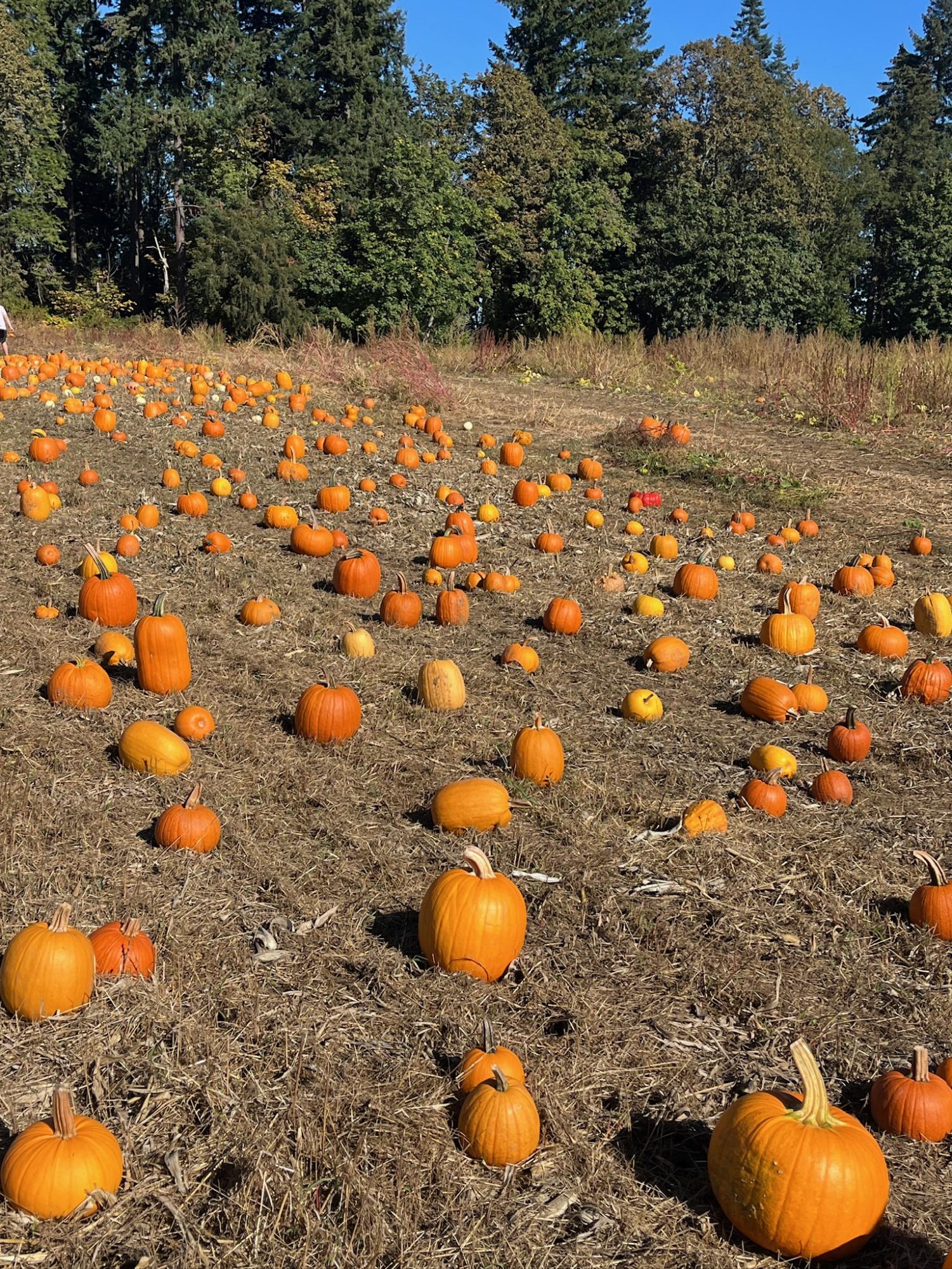 While it doesn't have the extensive activities that the other farms do, Douglas Farm is a quaint family-owned business that has u-pick vegetable, fruit and pumpkin patches.
 
Photo used with permission of Helen Colletti.