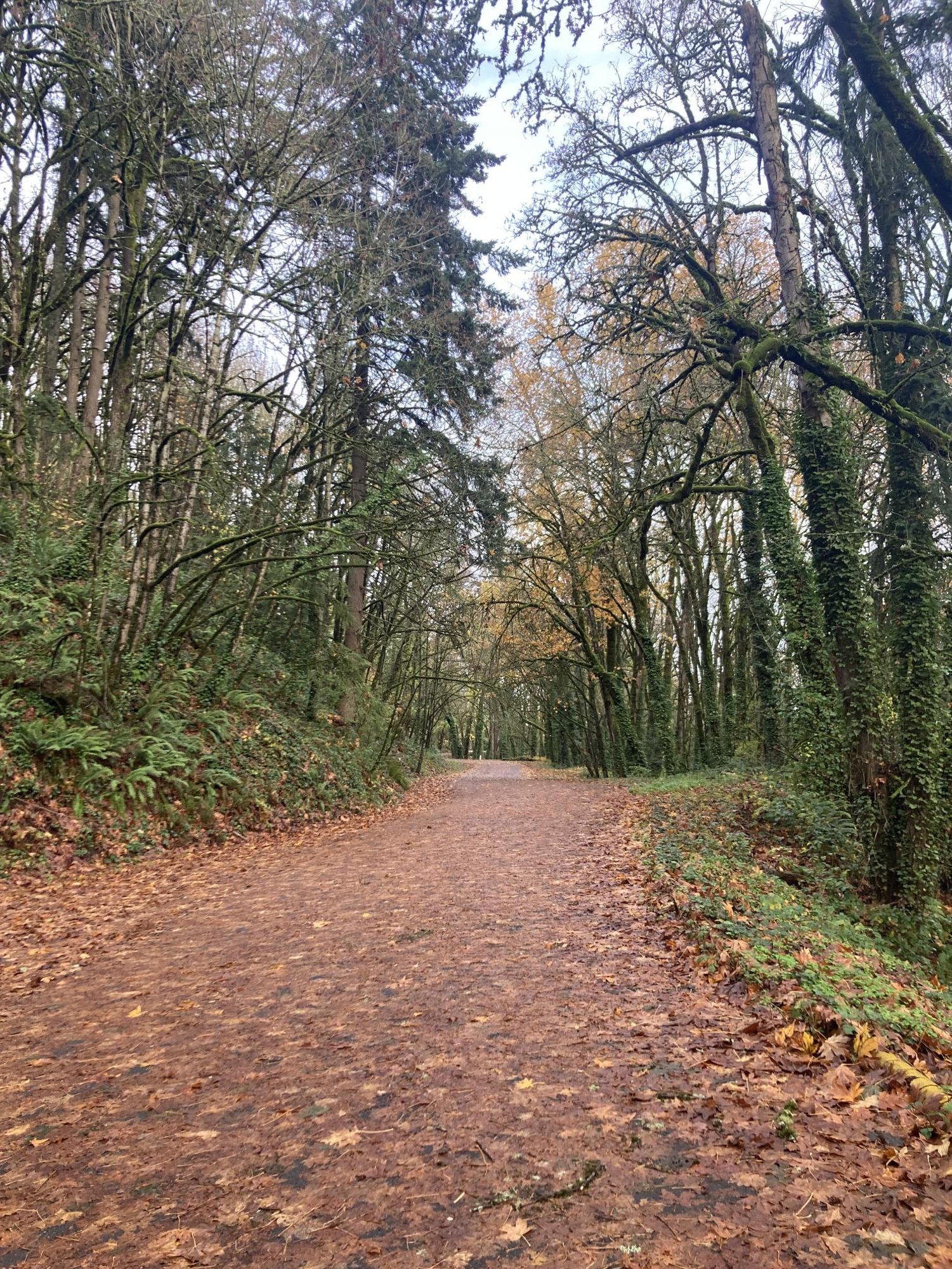 In Fall, Leif Erikson trail is covered in wet leaves.