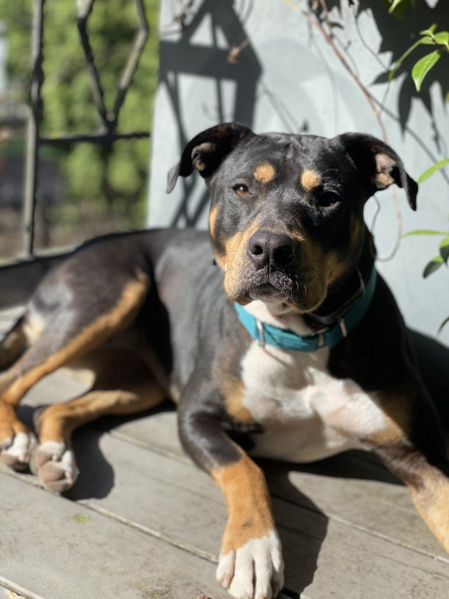 Vice Principal Administrative Assistant Sue Denton, owns 6-year-old Tara, a rescue mutt that is mostly American Staffordshire Terrier and Rottweiler. 