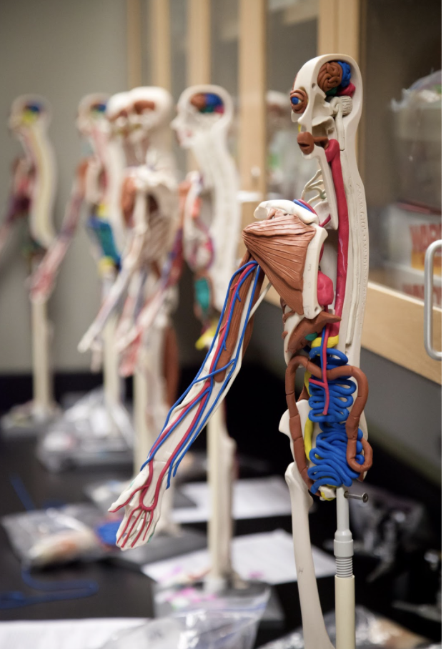 Anatomy will use Skeletons to identify parts of the human body.
