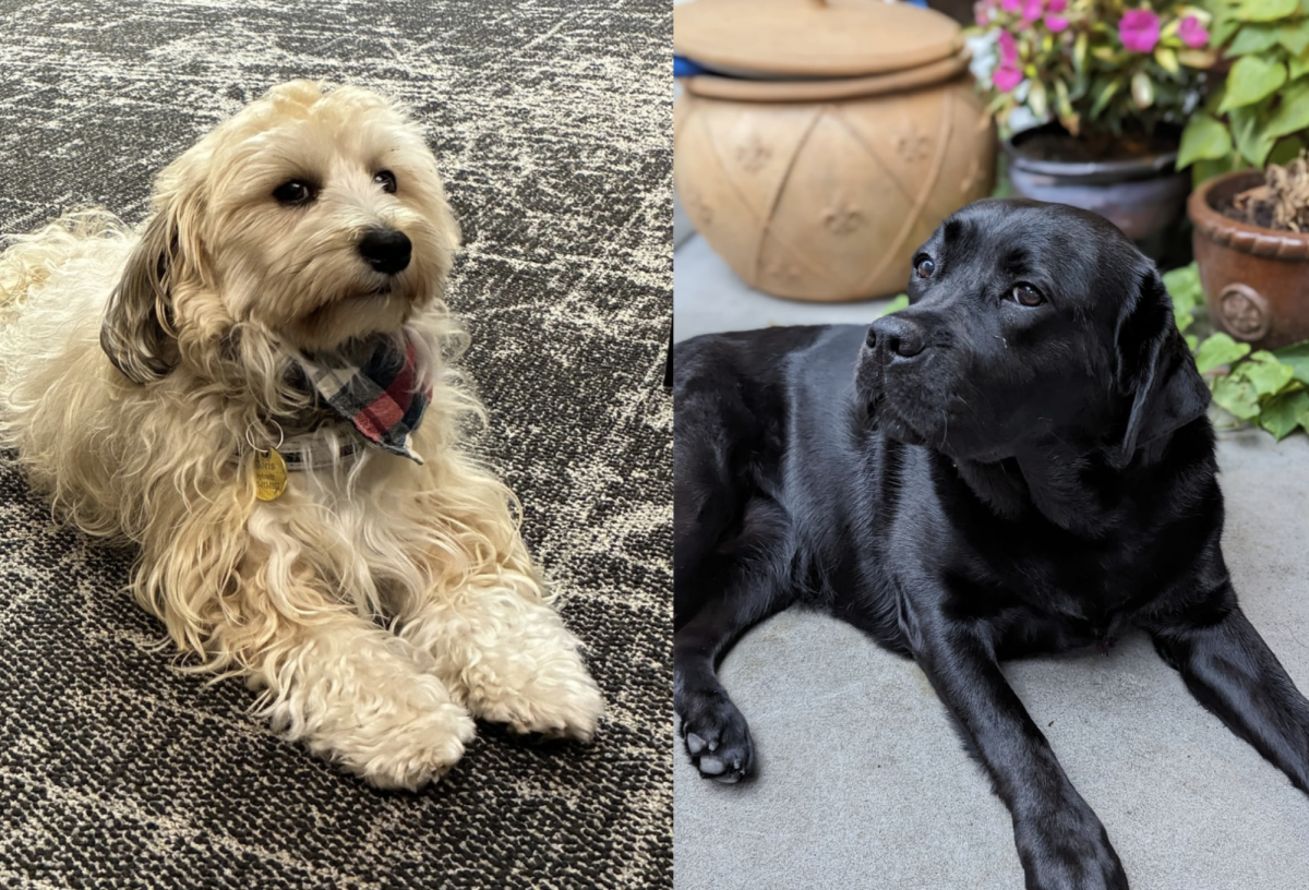 Boris (left) loves cheese. Ivy (right) likes to eat fallen fruit such as persimmons or apples off the ground during walks.
Courtesy of Teresa Hytowitz and Stephanie Fernandes.