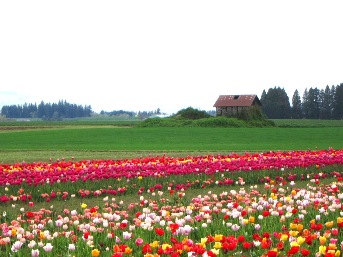 French Prairie Gardens is in St. Paul, about a 45-minute drive from Lincoln, and it was open from March 28 to April 26.
By ANIKA RIGBY